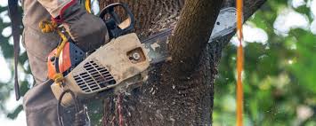 Trusted Iowa Park, TX Tree Services Experts