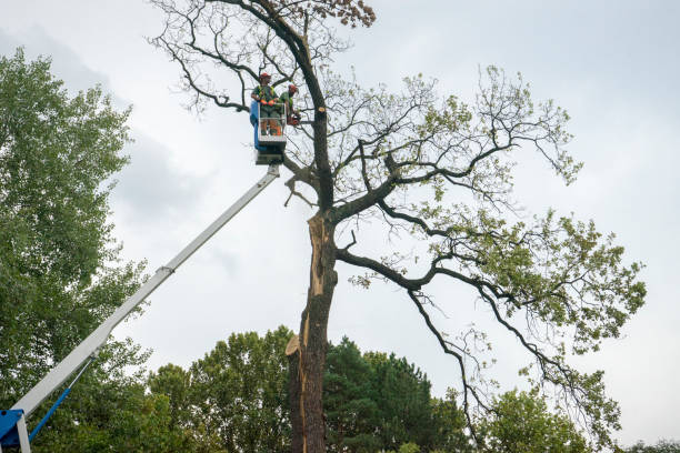 Best Palm Tree Trimming  in Iowa Park, TX